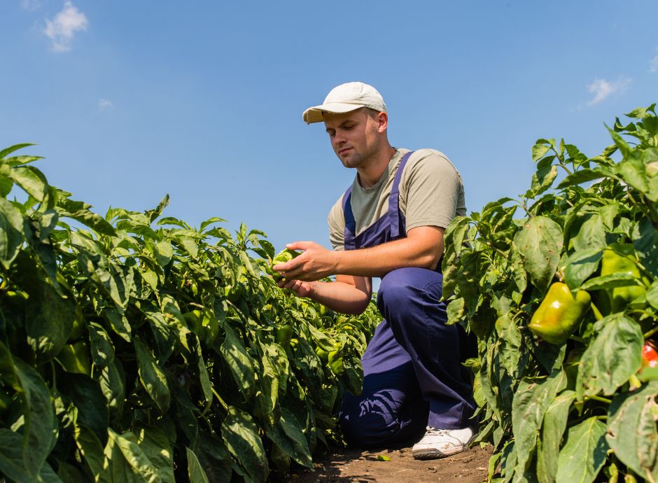 Lavoro occasionale in agricoltura: confermata la proroga al 31 dicembre 2025 lavoro-occasionale-agricoltura-confermata-proroga-31-dicembre-2_p61326 Sezione Circolari | ConsulenzaAgricola.it