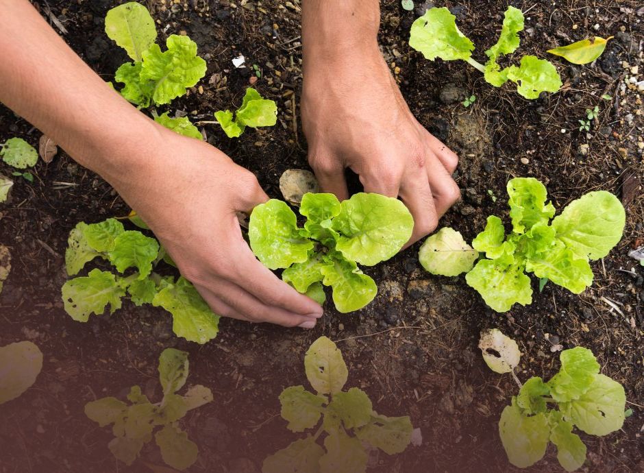 regolamento-ue-2025-2501-nuove-regole-coadiuvanti-pulizia-disin_p59372 Circolari OP del settore ortofrutticolo