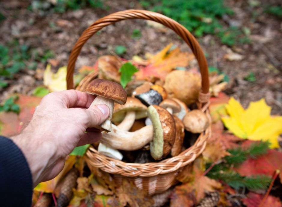 legge-bilancio-2026-modifiche-regime-fiscale-raccolta-prodotti-_p77703 ConsulenzaAgricola.it - Risposte efficaci per il mondo agricolo