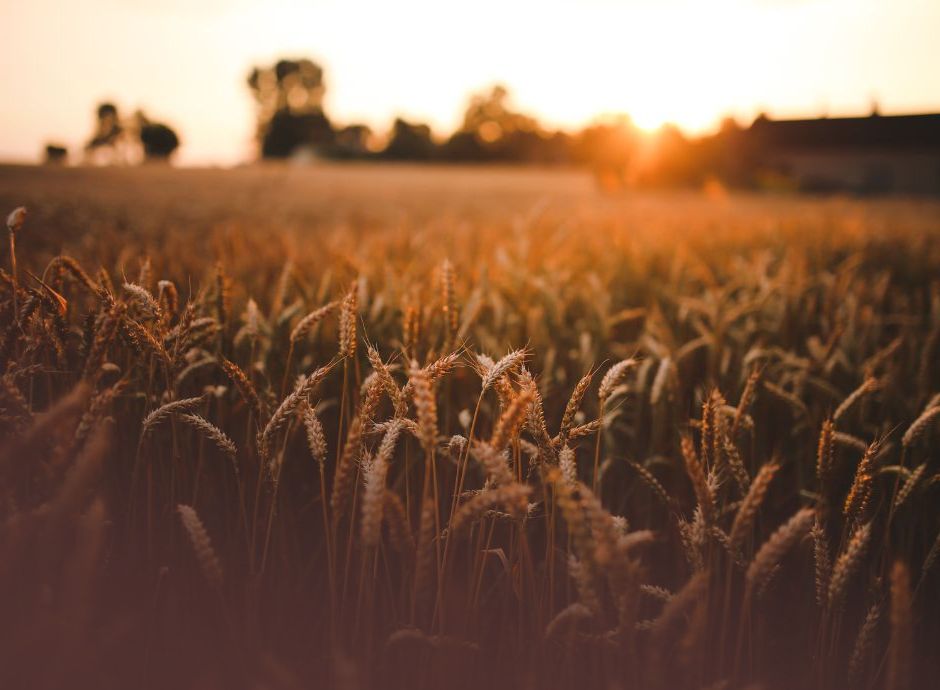 roadmap-ue-agricoltura-biologica-semplificazione-competitivita-_p76482 Circolari OP del settore ortofrutticolo