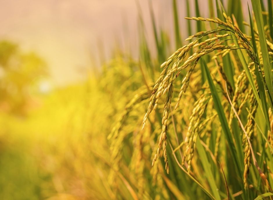 decadenza-agevolazioni-piccola-proprieta-contadina-srl-agricole_p20808 Sezione Circolari Fiscale | ConsulenzaAgricola.it