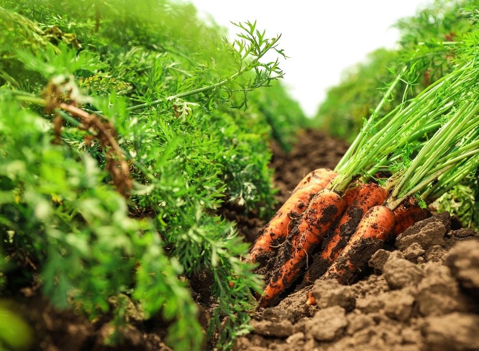 via-finanziamenti-agevolati-ismea-sostegno-societa-capitali-ope_p51683 ConsulenzaAgricola.it - Risposte efficaci per il mondo agricolo