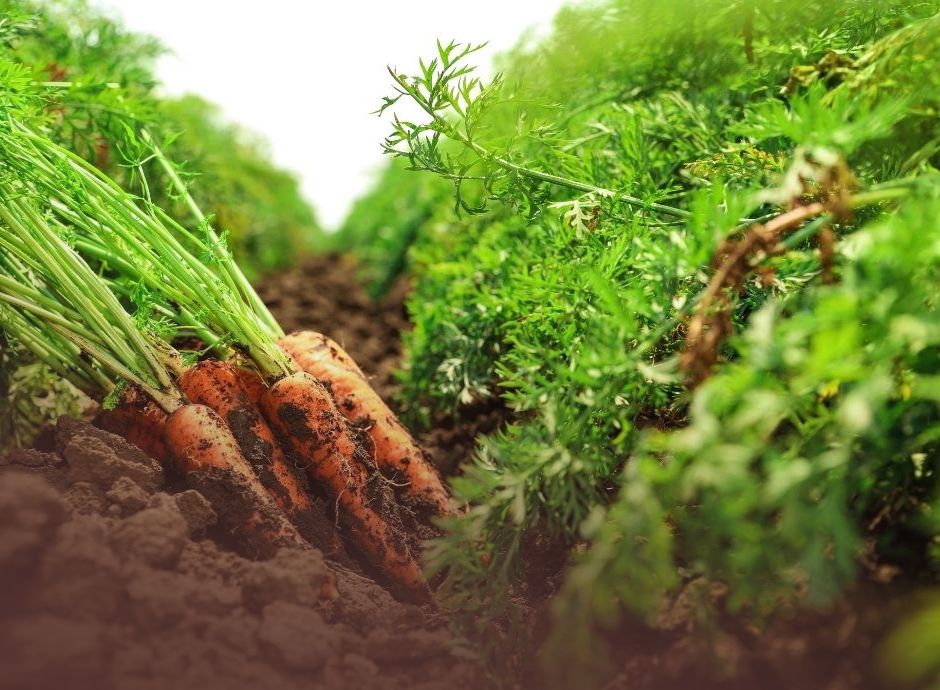 via-finanziamenti-agevolati-ismea-sostegno-societa-capitali-ope_p62253 Circolari OP del settore ortofrutticolo
