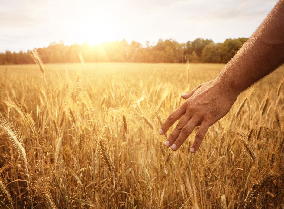 piano-gestione-rischi-agricoltura-2026 ConsulenzaAgricola -  Risposte efficaci per il mondo agricolo