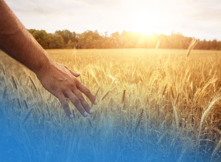piano-gestione-rischi-agricoltura-2026_ok Circolari PAC e PSR