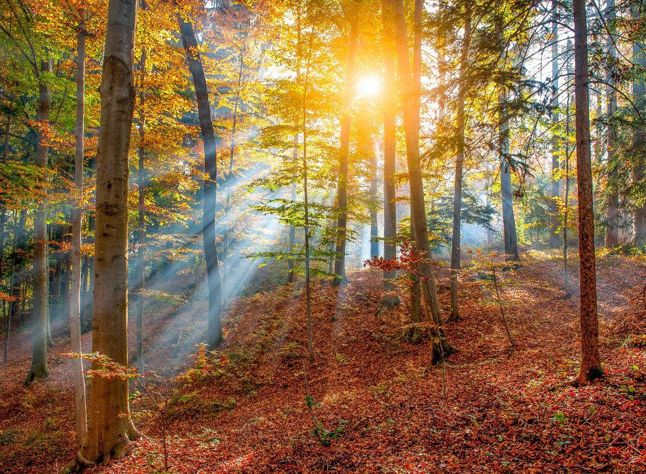 tetto-extraprofitti-rinnovabili-corte-ue-chiarisce-compatibilit_p49674 Sezione Circolari Fiscale | ConsulenzaAgricola.it