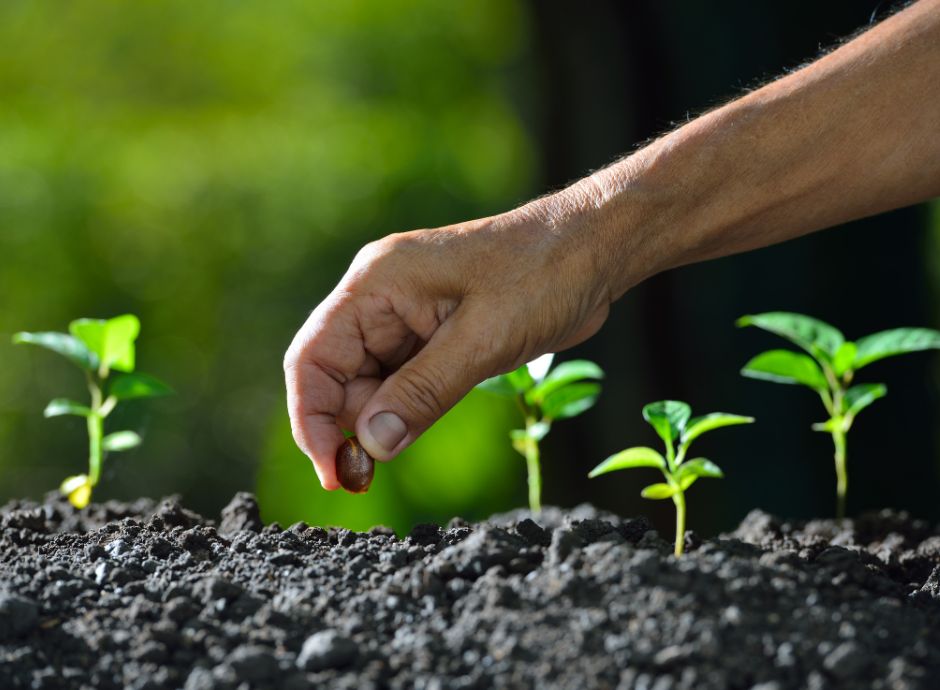 standard-sostenibilita-aumenta-agricoltura-certificata-colture-_p80981 ConsulenzaAgricola -  Risposte efficaci per il mondo agricolo