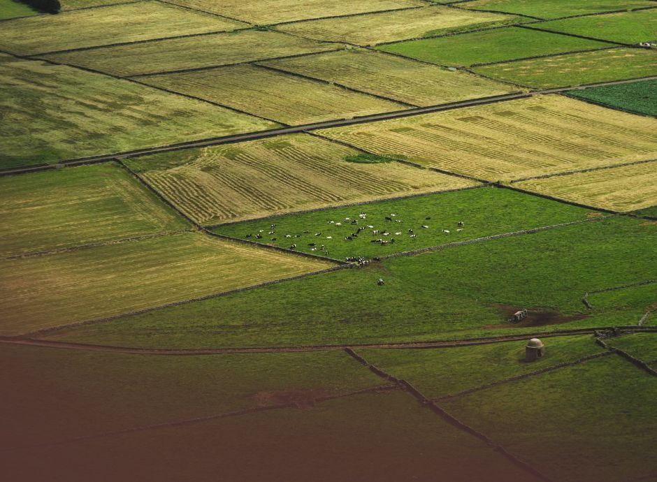 prelazione-agraria-confinante-requisiti-soggettivi-presupposti-_p56204 Circolari OP del settore ortofrutticolo