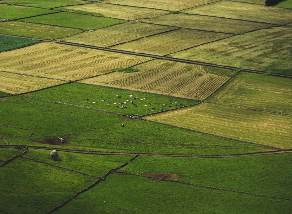 prelazione-agraria-confinante-requisiti-soggettivi-presupposti-_p60492 ConsulenzaAgricola -  Risposte efficaci per il mondo agricolo