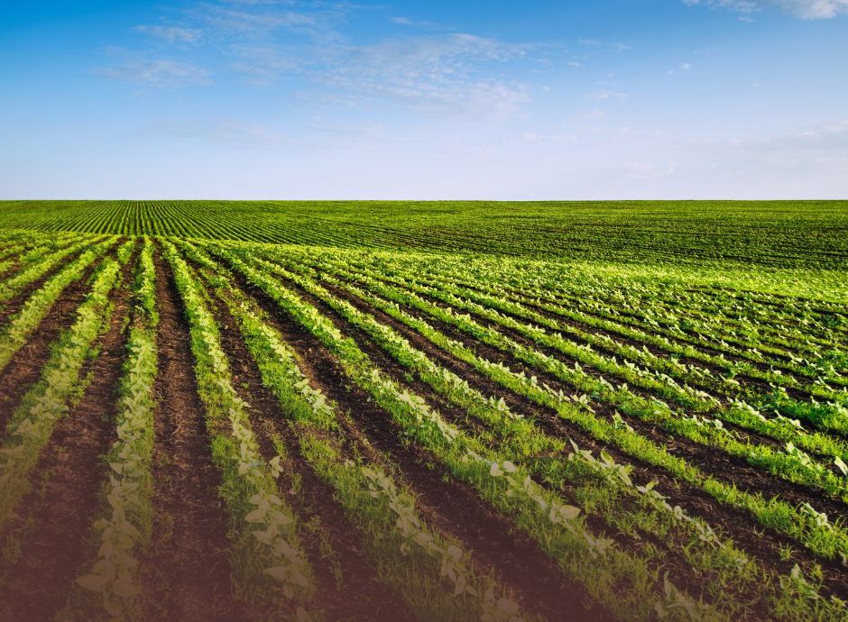 biologico-italiano-in-crescita-produzione-mercato-e-consumi-fuo_p66126 Circolari OP del settore ortofrutticolo