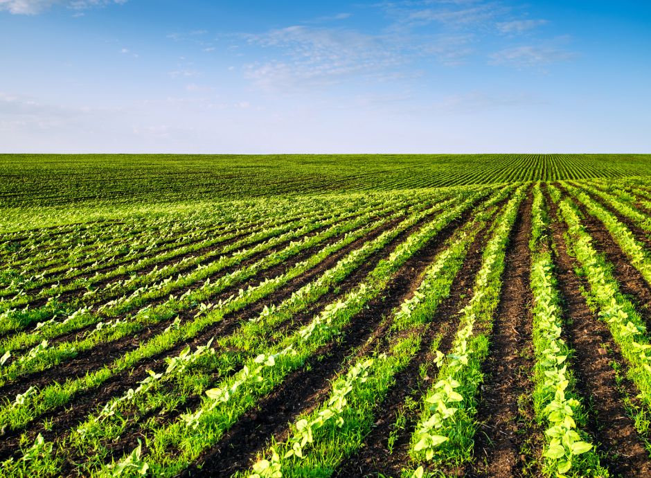 biologico-italiano-in-crescita-produzione-mercato-e-consumi-fuo_p92423 ConsulenzaAgricola -  Risposte efficaci per il mondo agricolo