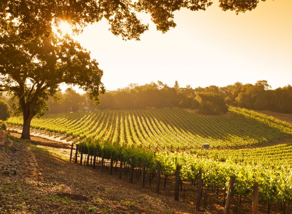 credito-imposta-zes-agricoltura-confermata-ammissibilita-impren_p26391 ConsulenzaAgricola -  Risposte efficaci per il mondo agricolo