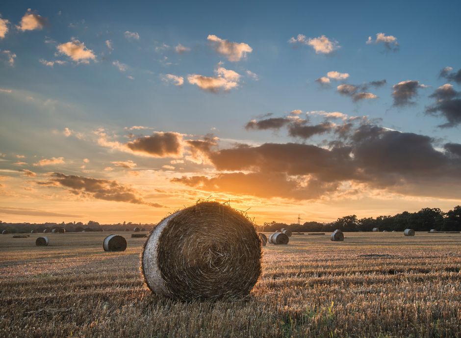 omnibus-semplificazione-pac-2023-2027-campagna-2026 ConsulenzaAgricola -  Risposte efficaci per il mondo agricolo