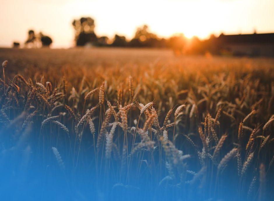 grano-duro-nuovo-decreto-sostegno-filiera_ok Circolari PAC e PSR