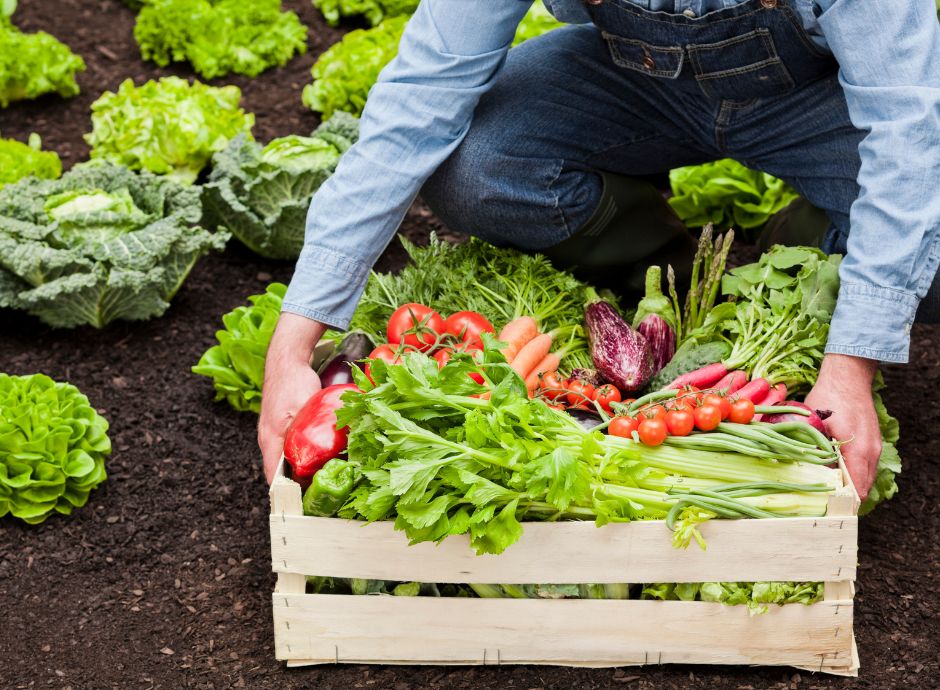 biologico-falsi-miti-punti-chiave-webinar-ifoam-the-truth-about_p51819 ConsulenzaAgricola -  Risposte efficaci per il mondo agricolo