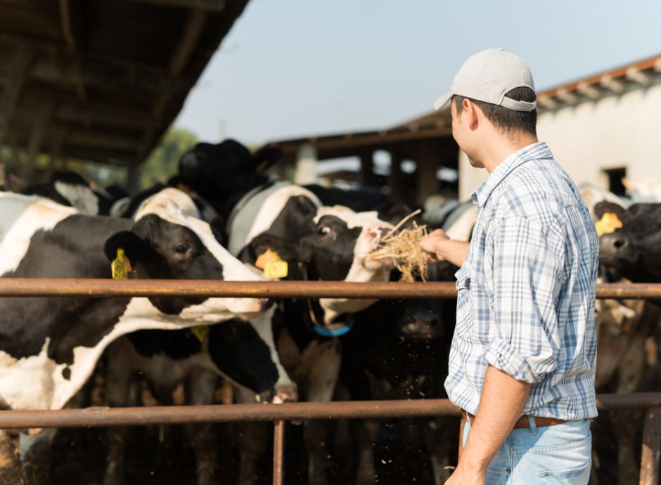 formazione-obbligatoria-aziende-zootecnia-cosa-cambia-nuova-sca_p70347 ConsulenzaAgricola -  Risposte efficaci per il mondo agricolo