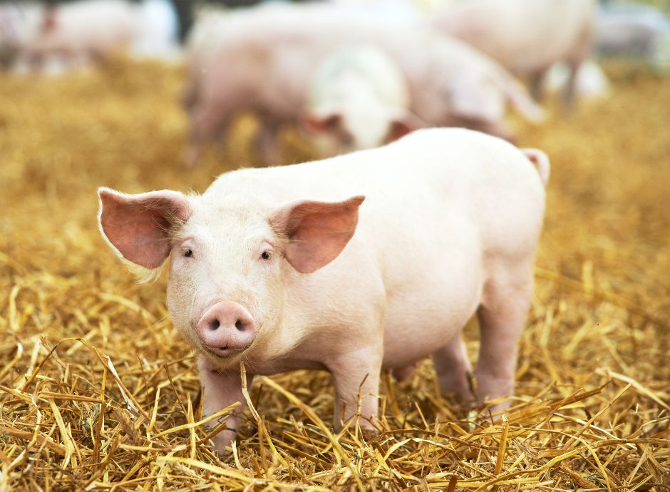 sostegni-imprese-allevamento-suinicolo-ulteriore-finanziamento-_p83558 ConsulenzaAgricola -  Risposte efficaci per il mondo agricolo