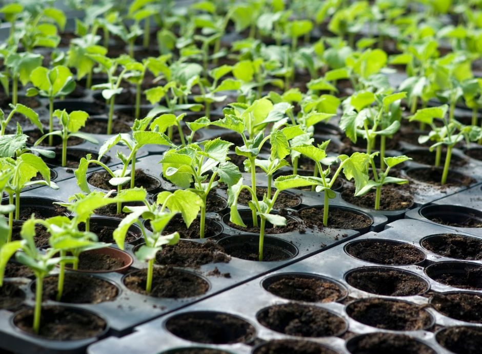 quando-rivendita-non-snatura-attivita-agricola-una-leva-fiscale_p39380 ConsulenzaAgricola -  Risposte efficaci per il mondo agricolo