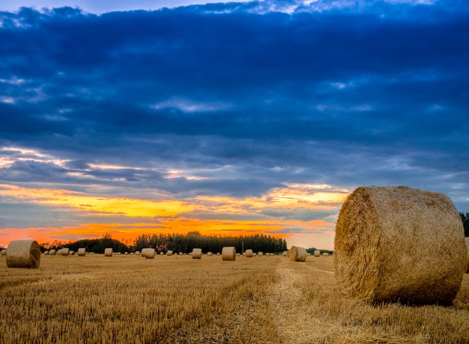domanda-unificata-campagna-2026 ConsulenzaAgricola -  Risposte efficaci per il mondo agricolo
