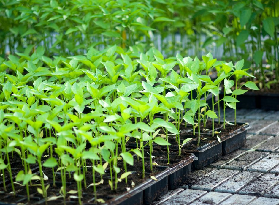 commercializzare-piante-da-orto-rimane-attivita-agricola ConsulenzaAgricola -  Risposte efficaci per il mondo agricolo