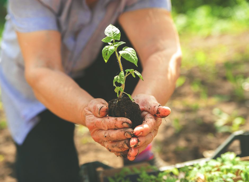 decreto-emergenze-2026-sostegno-lavoro-agricoltura-cooperative-_p33077 ConsulenzaAgricola -  Risposte efficaci per il mondo agricolo