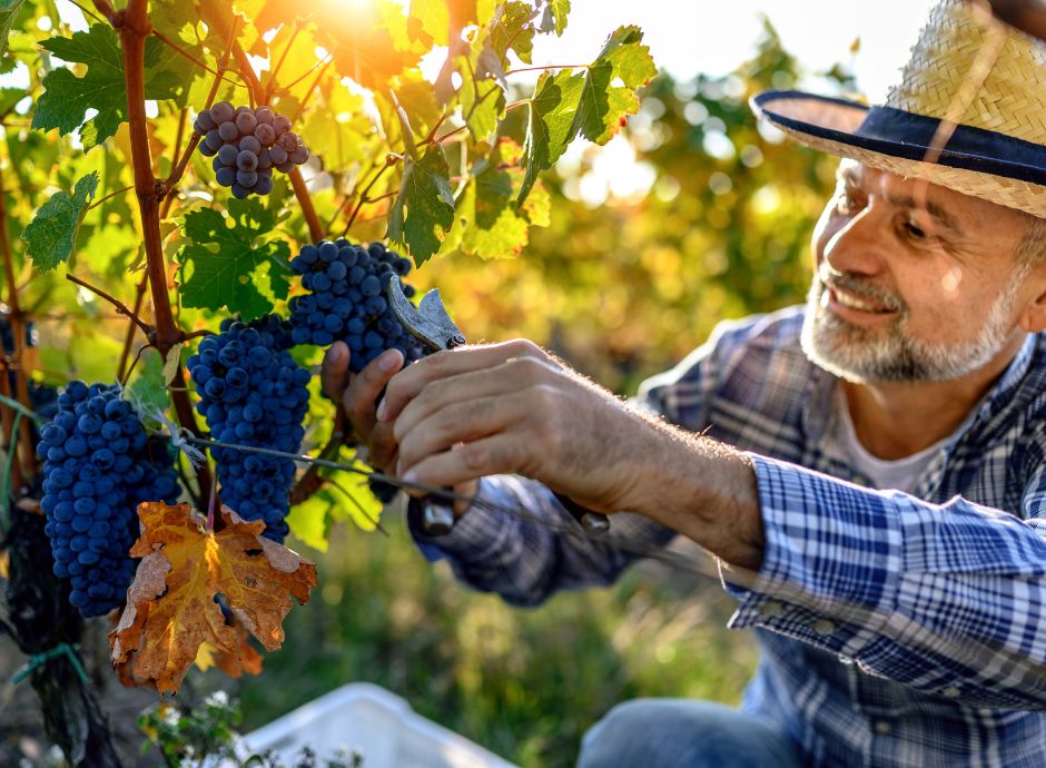 nuovo-regolamento-europeo-sostegno-settore-vitivinicolo ConsulenzaAgricola -  Risposte efficaci per il mondo agricolo