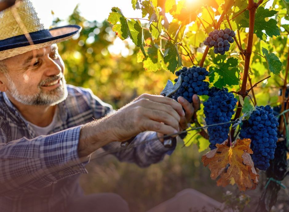 nuovo-regolamento-europeo-sostegno-settore-vitivinicolo_ok Sezione Circolari Vitivinicolo | ConsulenzaAgricola.it