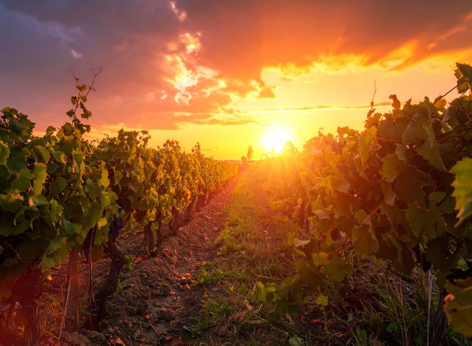 impianti-viticoli-accordata-proroga-presentazione-nuove-autoriz_p60493 ConsulenzaAgricola -  Risposte efficaci per il mondo agricolo