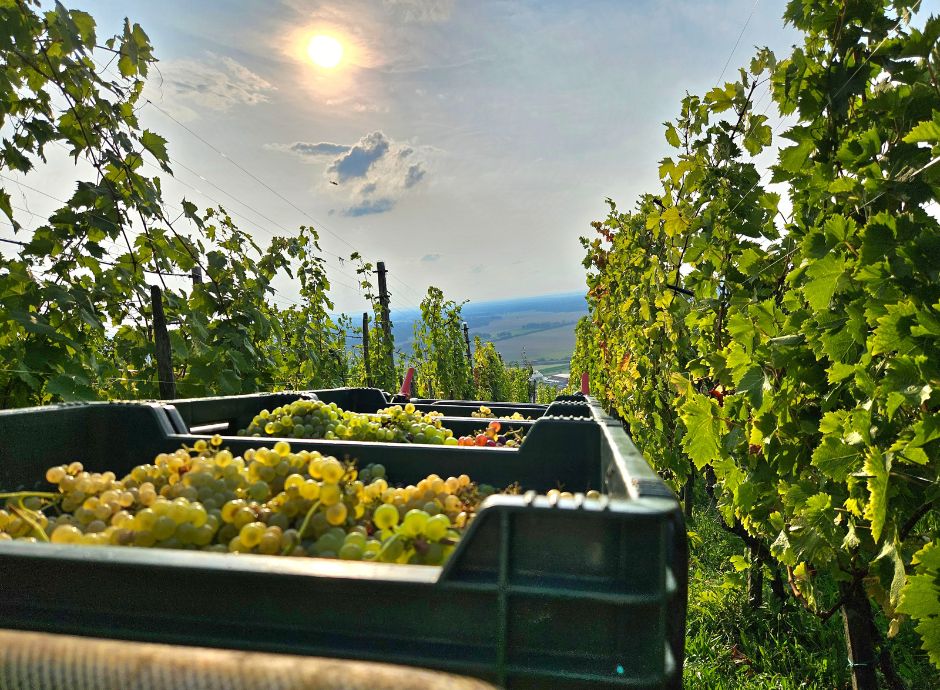 conferimento-uve-cooperative-prescrizione-quinquennale-decennal_p67228 ConsulenzaAgricola -  Risposte efficaci per il mondo agricolo