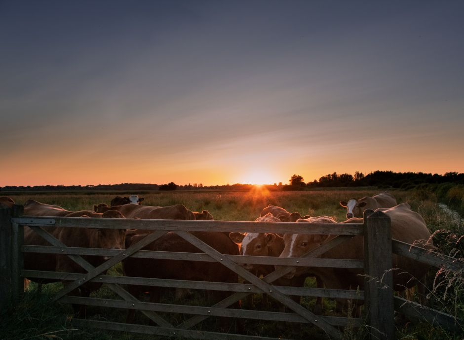 contratto-soccida-necessario-indicare-prezzo-mercato-animali ConsulenzaAgricola -  Risposte efficaci per il mondo agricolo