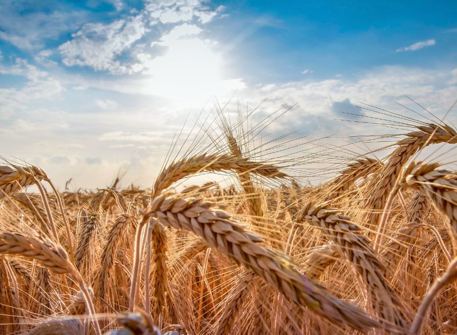 presentazione-domanda-fondo-sovranita-alimentare-campagna-2025 ConsulenzaAgricola -  Risposte efficaci per il mondo agricolo