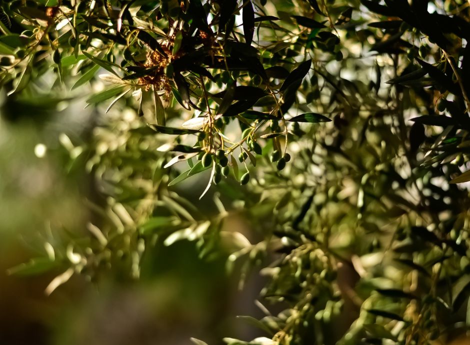 intesa-sanpaolo-destina-1-miliardo-di-euro-a-sostegno-della-fil_p65304 ConsulenzaAgricola -  Risposte efficaci per il mondo agricolo