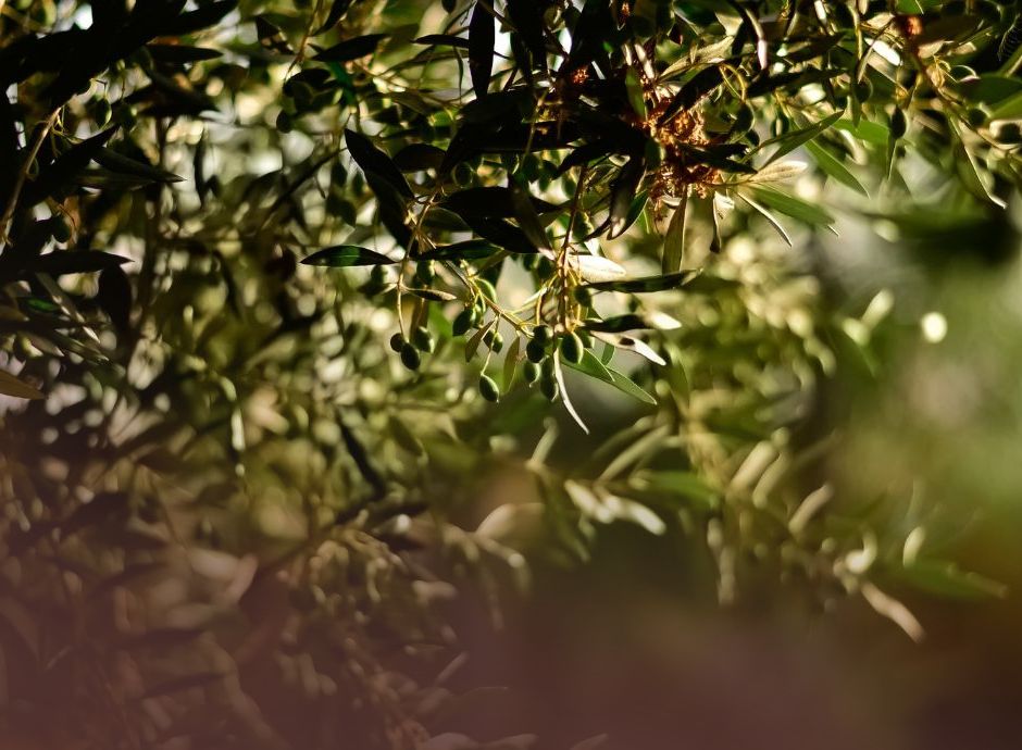 intesa-sanpaolo-destina-1-miliardo-di-euro-a-sostegno-della-fil_p83169 Circolari OP del settore ortofrutticolo