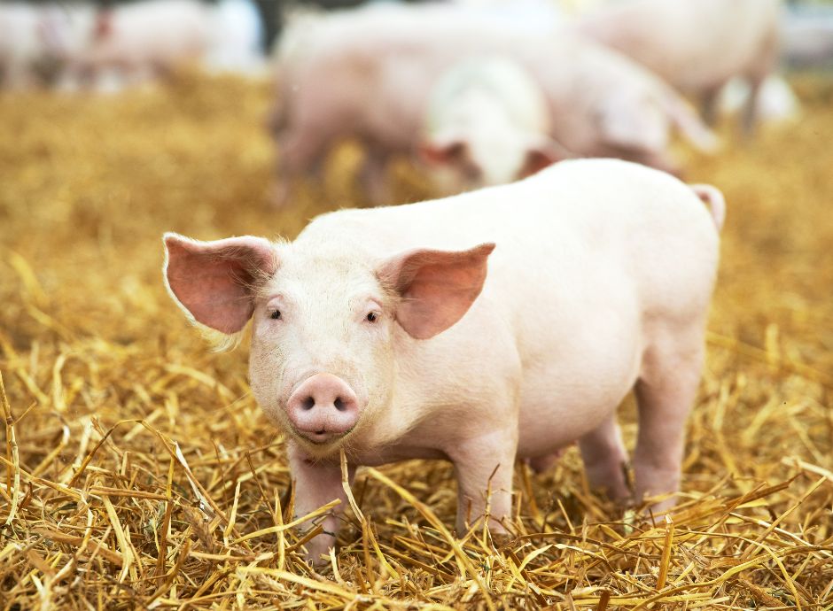peste-suina-africana-approvata-esclusione-alcuni-territori-lomb_p11559 ConsulenzaAgricola -  Risposte efficaci per il mondo agricolo