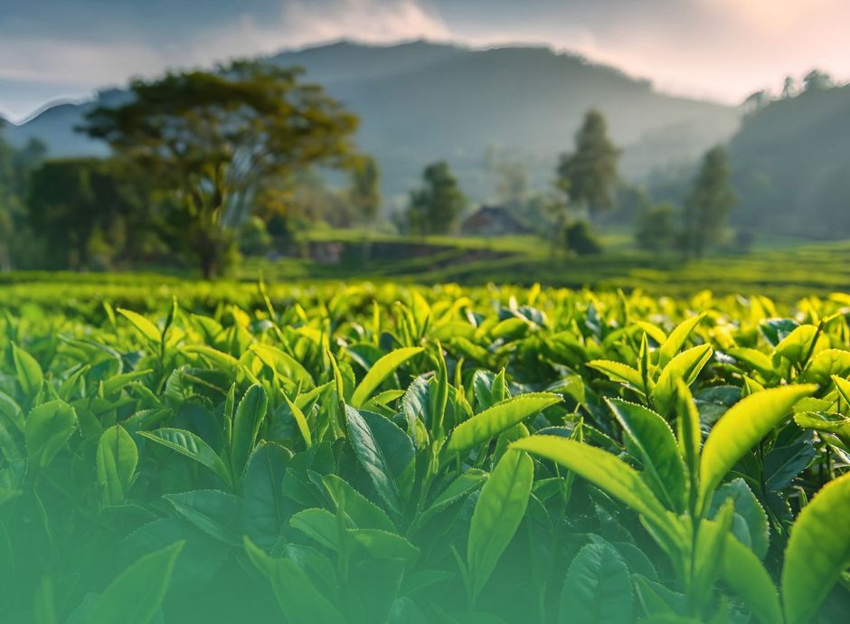 esenzione-imu-terreni-agricoli-irrilevante-nuova-classificazion_p99663 Circolari Fiscali