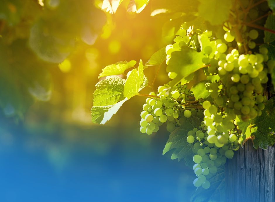 vendemmia-verde-2026 ConsulenzaAgricola -  Risposte efficaci per il mondo agricolo