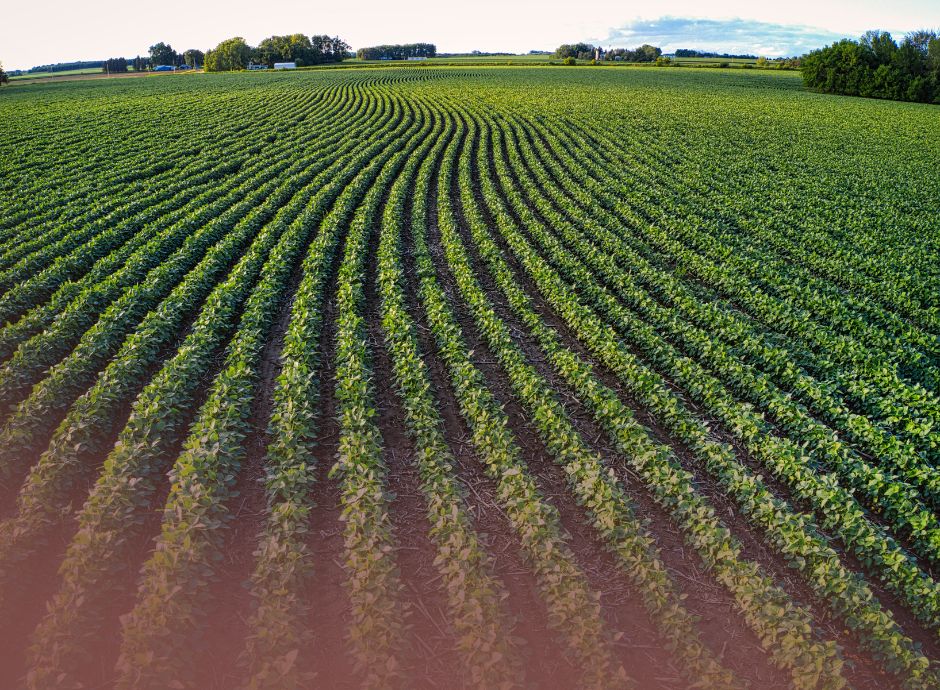 agricoltura-biologica-biocontrollo-aggiornamento-marzo-2026-pro_p55822 ConsulenzaAgricola -  Risposte efficaci per il mondo agricolo