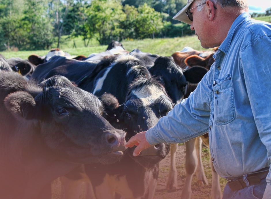 contratto-soccida-semplice-struttura-requisiti-essenziali-presi_p63435 ConsulenzaAgricola -  Risposte efficaci per il mondo agricolo