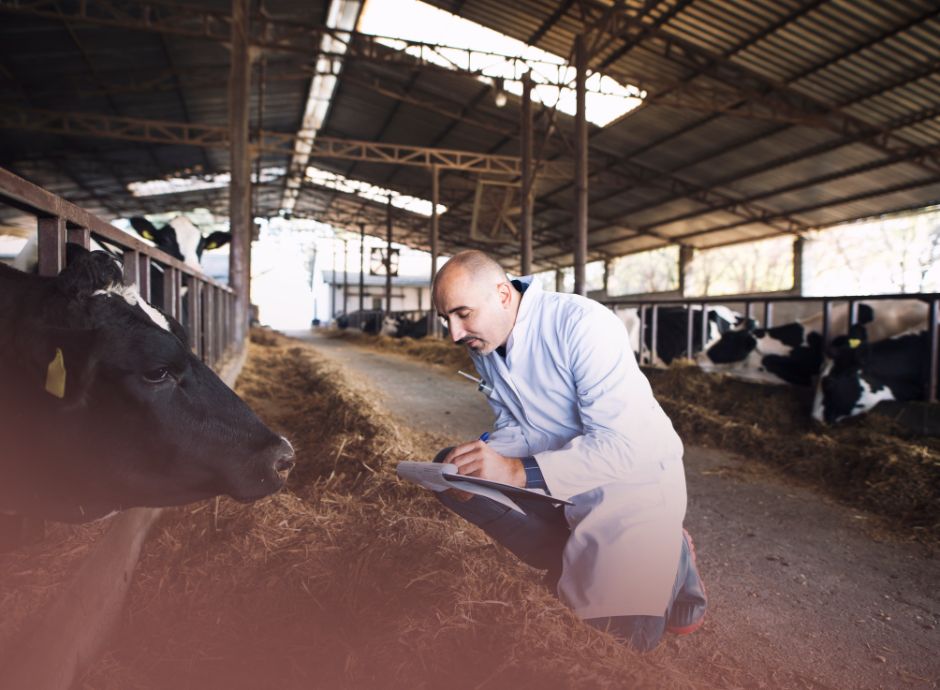 dermatite-nodulare-contagiosa-focolaio-sardegna-blocco-moviment_p50546 ConsulenzaAgricola -  Risposte efficaci per il mondo agricolo