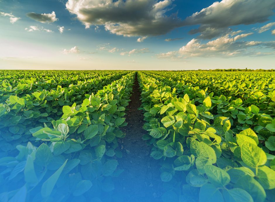 proroga-domande-fondo-sovranita-alimentare-2025 ConsulenzaAgricola -  Risposte efficaci per il mondo agricolo