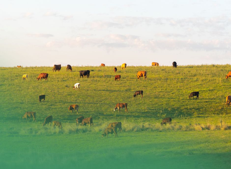 condizionalita-pac-soccida-rischi-sanzioni-responsabilita-socci_p48789 ConsulenzaAgricola -  Risposte efficaci per il mondo agricolo