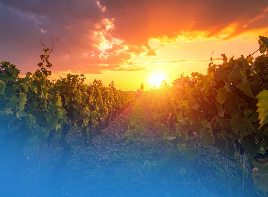 ex-diritti-domande-tempi-estirpo-novita-agea-vigneti-2026-2027 ConsulenzaAgricola -  Risposte efficaci per il mondo agricolo