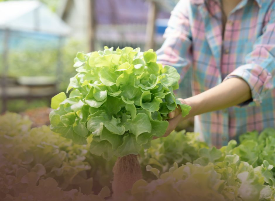 masaf-contributi-ricerca-agricoltura-biologica ConsulenzaAgricola -  Risposte efficaci per il mondo agricolo