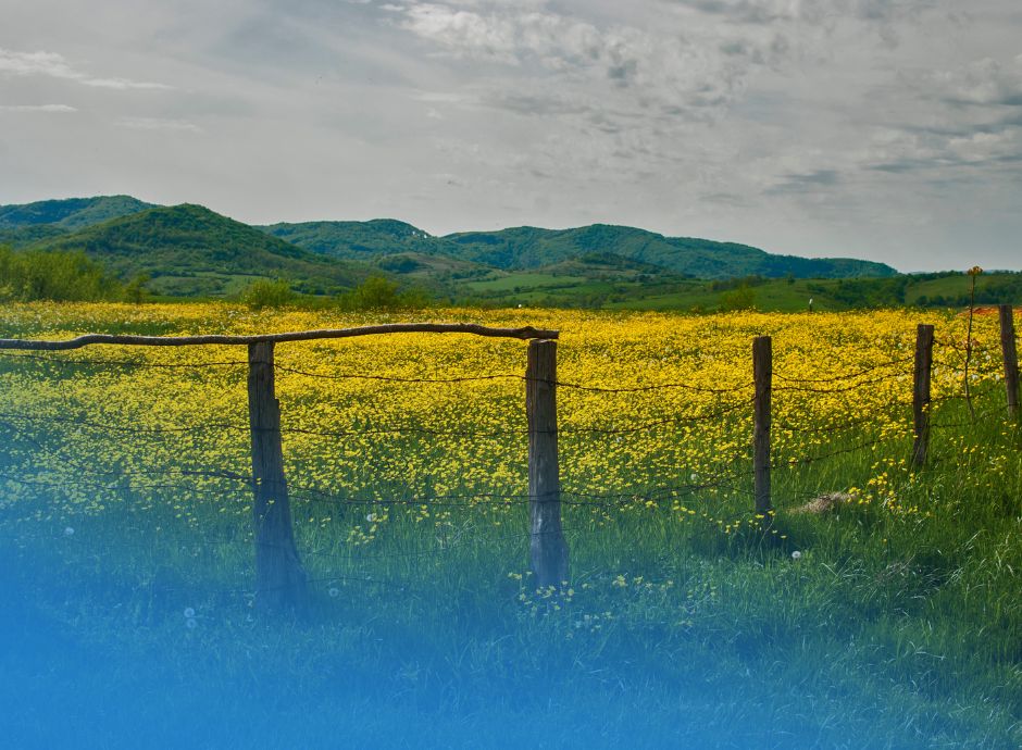 pac-aggiornati-importi-saldi-pagamenti-2025-eco-schema-1-zootec_p25058 ConsulenzaAgricola -  Risposte efficaci per il mondo agricolo