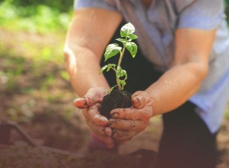 agricoltura-biologica-relazione-commissione-presenza-prodotti-s_p45308 ConsulenzaAgricola -  Risposte efficaci per il mondo agricolo