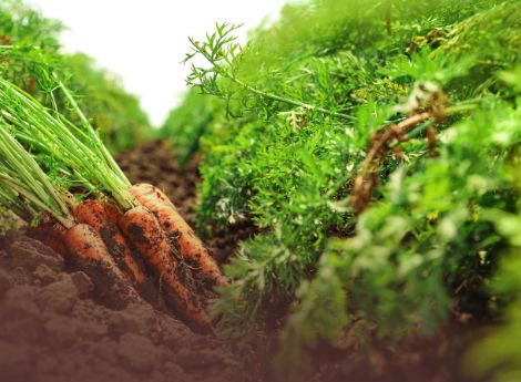 mercato-biologico-in-germania-record-di-vendite-e-nuove-dinamic_p35725 ConsulenzaAgricola -  Risposte efficaci per il mondo agricolo