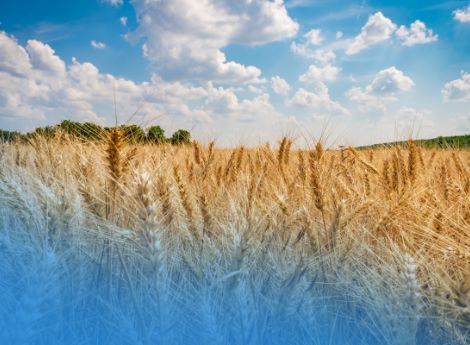 aiuto-grano-duro-2025-esiti-istruttorie-termine-correzione-anom_p29846 ConsulenzaAgricola -  Risposte efficaci per il mondo agricolo