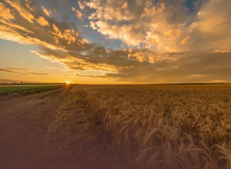 tutela-agroalimentare-nuovo-impianto-penale-amministrativo-aggr_p75783 ConsulenzaAgricola -  Risposte efficaci per il mondo agricolo
