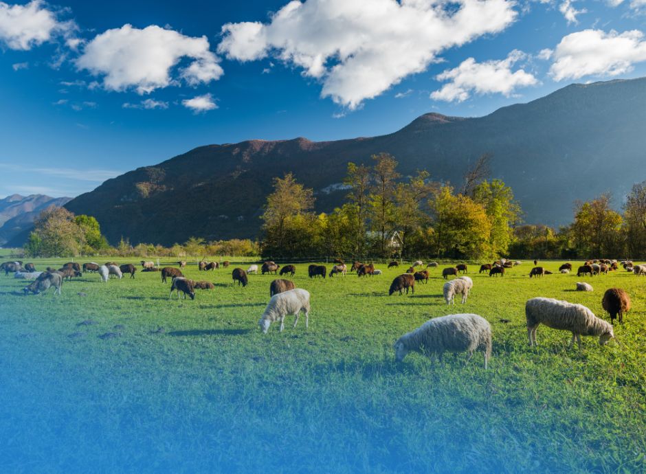 modifica-definizione-prato-permanente-pascolo-permanente ConsulenzaAgricola -  Risposte efficaci per il mondo agricolo
