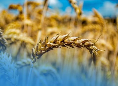 fondo-grano-duro-campagna-2026 ConsulenzaAgricola -  Risposte efficaci per il mondo agricolo